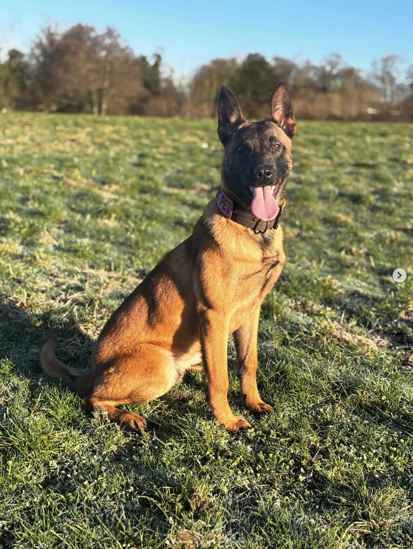 Dynamic Protection Dogs at work